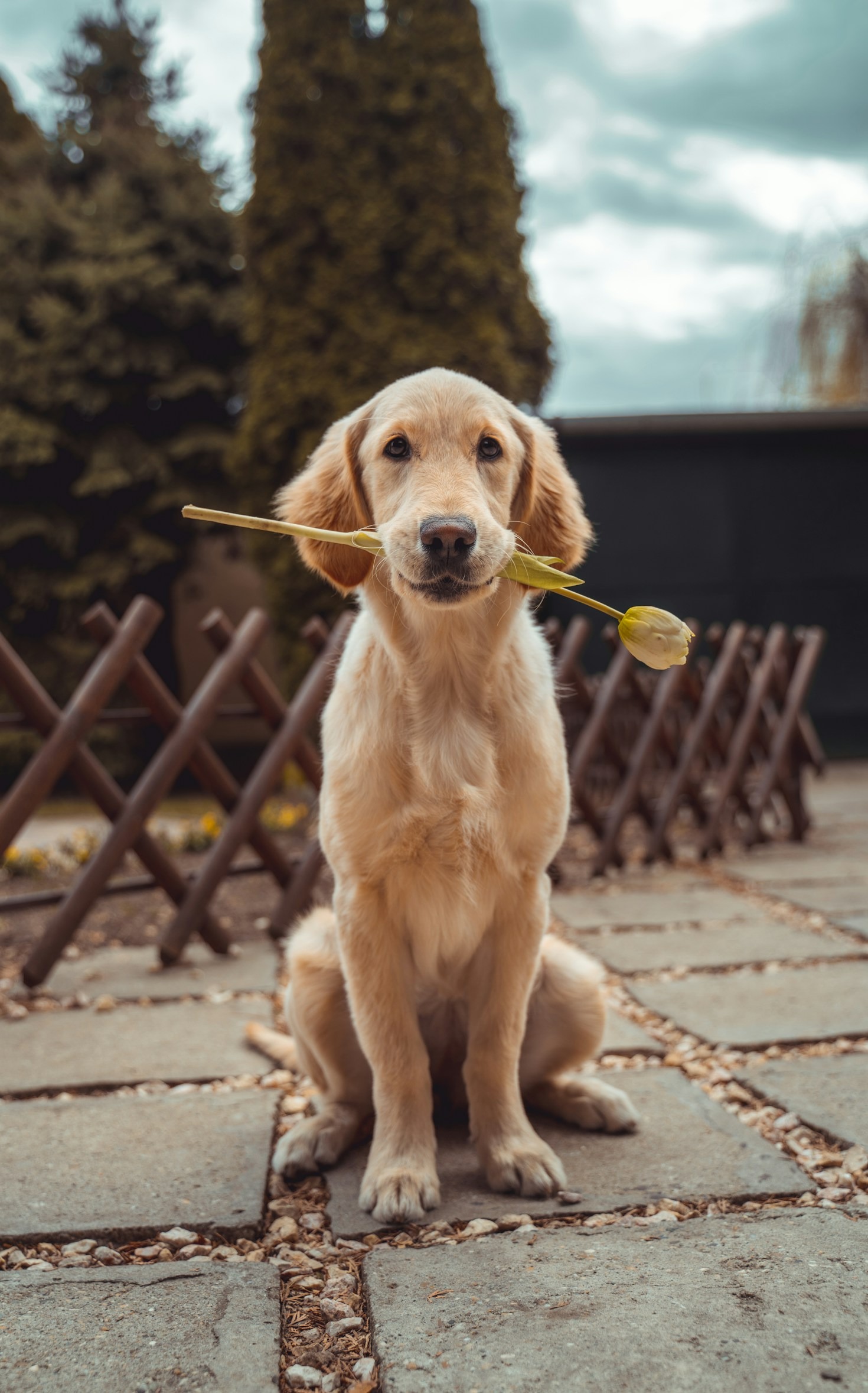 Understanding Your Dog’s Health: A Preventative Care Guide